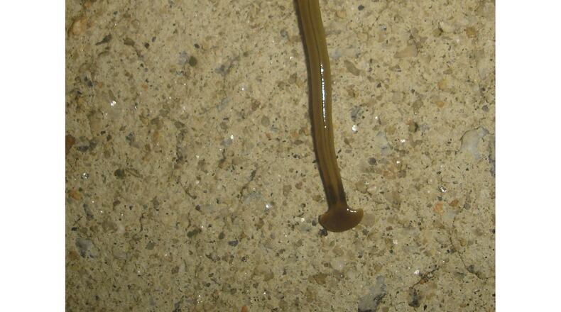 Hammerhead worms eat earthworms and can grow to 12 inches or more long.  (Walter Reeves for The Atlanta Journal-Constitution)