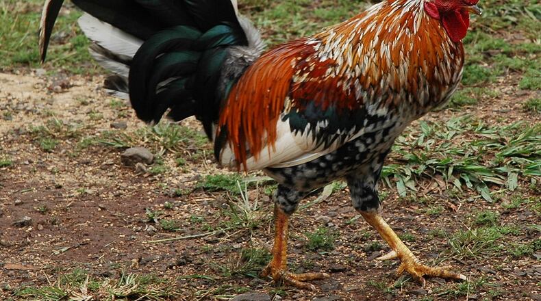 Among Lilburn’s zoning changes, male roosters and male peacocks are “found to be a public nuisance animal and are not permitted.” (File Photo)