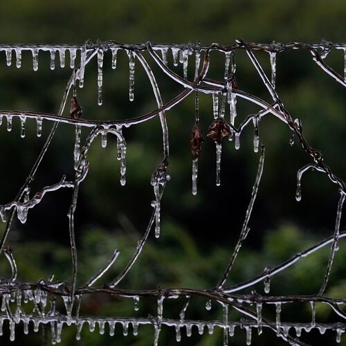 Icicles cling to some vines along a barbed wire fence at an ornamental plant business in sub-freezing temperatures Friday, Jan. 16, 2026, in Plant City, Fla. (AP Photo/Chris O'Meara)