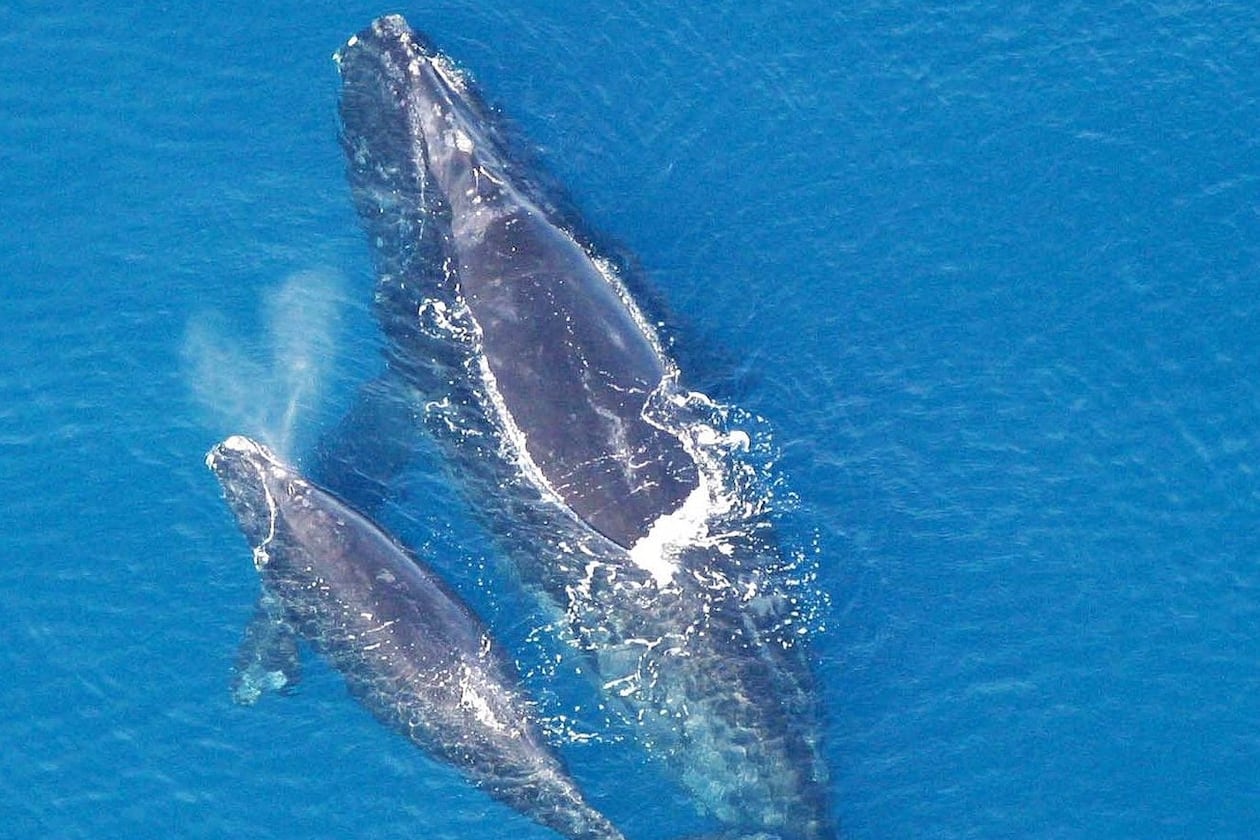 This photo of a North Atlantic right whale and her calf was taken in a previous year. During this winter’s right whale calving season off the coasts of Georgia and North Florida, biologists spotted no mother-calf pairs, raising concern that the species may be sliding toward extinction. (Photo: Public domain/NOAA)