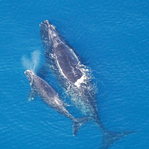 This photo of a North Atlantic right whale and her calf was taken in a previous year. During this winter’s right whale calving season off the coasts of Georgia and North Florida, biologists spotted no mother-calf pairs, raising concern that the species may be sliding toward extinction. (Photo: Public domain/NOAA)