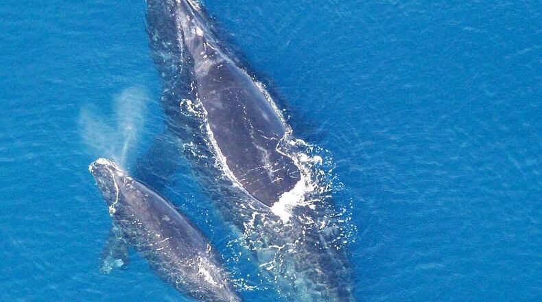 This photo of a North Atlantic right whale and her calf was taken in a previous year. During this winter’s right whale calving season off the coasts of Georgia and North Florida, biologists spotted no mother-calf pairs, raising concern that the species may be sliding toward extinction. (Photo: Public domain/NOAA)