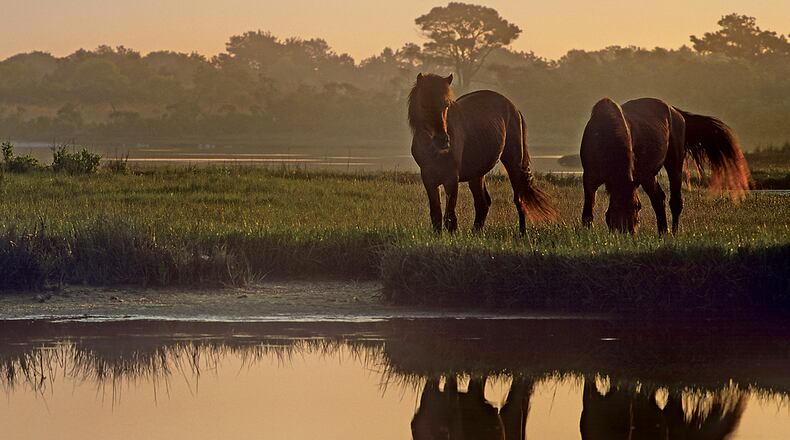The Assateague Island National Seashore, which is partly in Virginia and partly in Maryland, is one of the sites featured on stamps marking the 100th birthday of the National Park Service. PHOTO: U.S. Postal Service