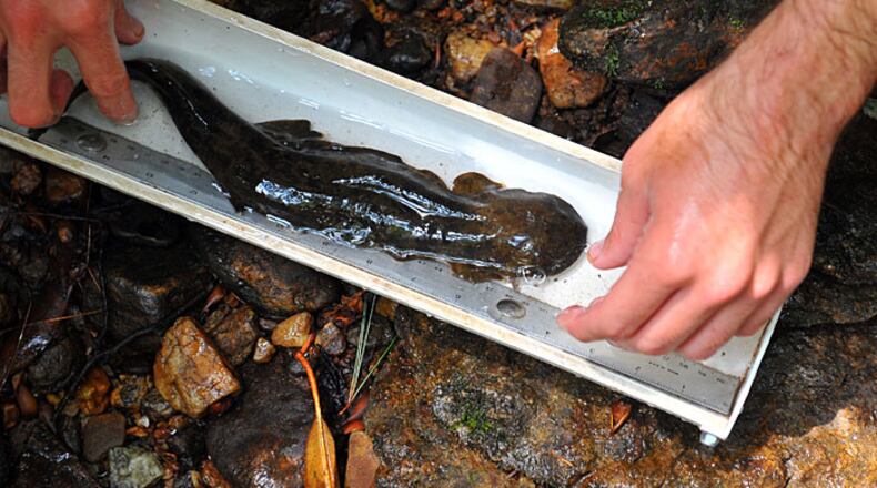 A hellbender is measured by DNR technician, Grover Brown in a creek running through the Chattahoochee National Forest near Union, GA. Hellbenders, unique to mountains of eastern United States, are one of the largest salamanders in the world, and can reach 2 feet long. Length, weight, and overall conditions of the hellbender is recorder along with the collection of blood and tissue samples.
