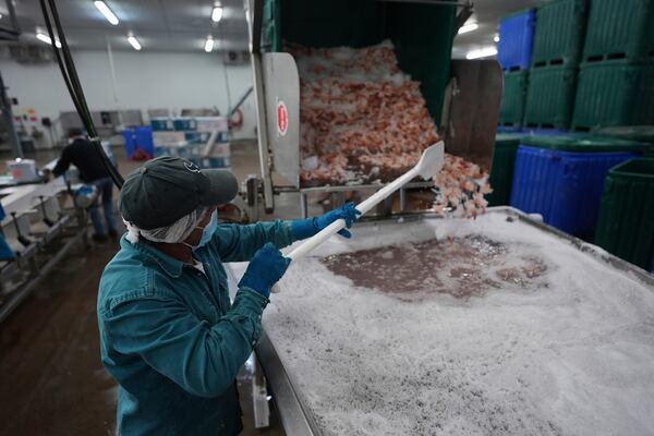 Shrimp are prepared for shipping at the Bowers Shrimp Processing plant, Wednesday, April 9, 2025, in Palacios, Texas. (AP Photo/Eric Gay)
