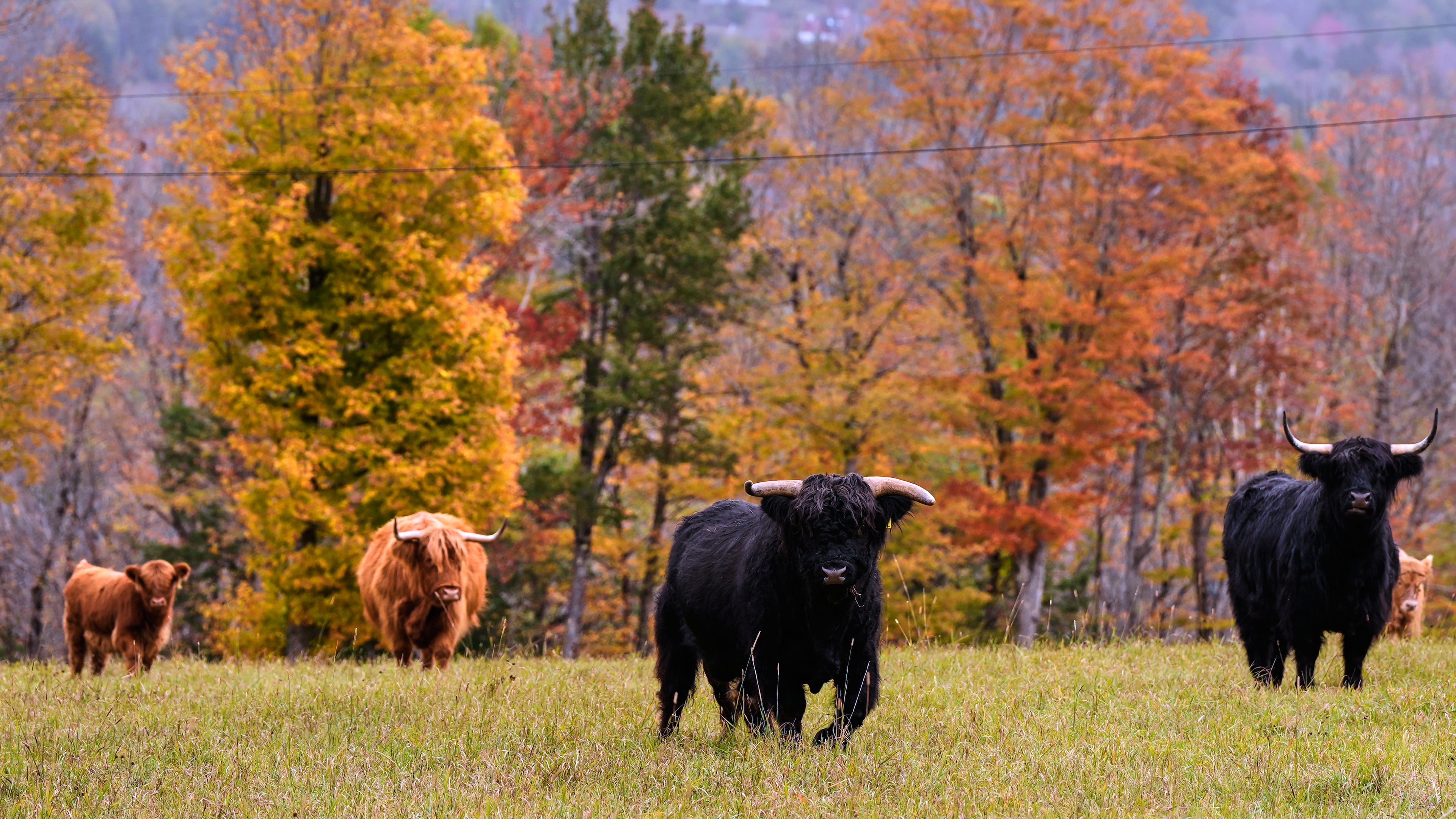 Highland cattle from the Star Lake Cattle Company, who have bred many National Champions, walk past trees with colorful fall foliage, Tuesday, Oct. 14, 2025, in Georges Mills, N.H. (AP Photo/Charles Krupa)