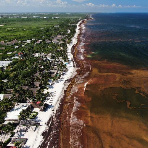 Sargassum gathers in the water off the coast of Tulum, Mexico, Thursday, July 30, 2026. (AP Photo/Fernando Llano)
