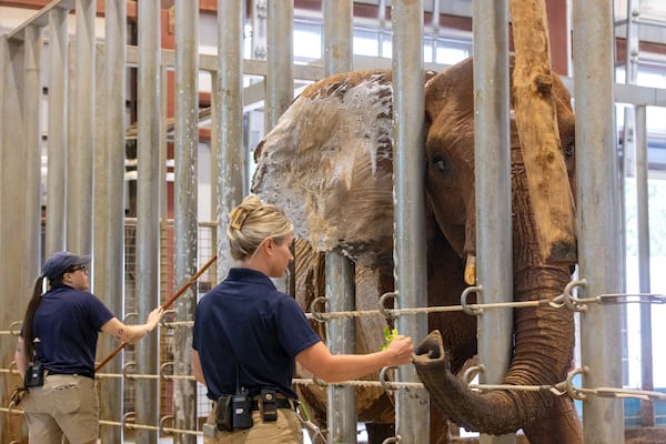 Zookeeper Kirby Miller (right) feeds African savanna elephant Kelly at Zoo Atlanta in Atlanta on Tuesday, July 1, 2025. (Arvin Temkar/AJC)