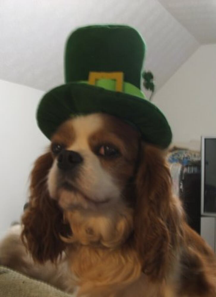 Happy St. PETrick's Day from ajcpets.com!