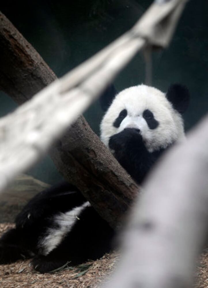 Giant Panda Photos: Birthday party at Zoo Atlanta
