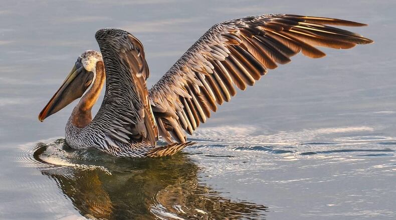 A Texas woman escaped serious injury when a brown pelican crashed through her windshield Wednesday.