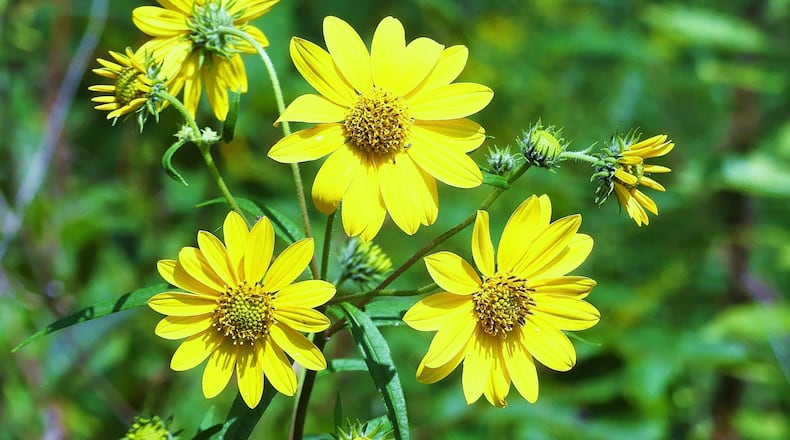 The whorled sunflower shown here is one of Georgia’s rarest wildflowers. It was discovered in 1892 but was believed to have gone extinct until it was rediscovered in 1994 in the Coosa Valley Prairies in Floyd County in northwest Georgia. The sunflower is one of more than 40 rare and endangered plants and animals found in the prairies. PHOTO CREDIT: Charles Seabrook