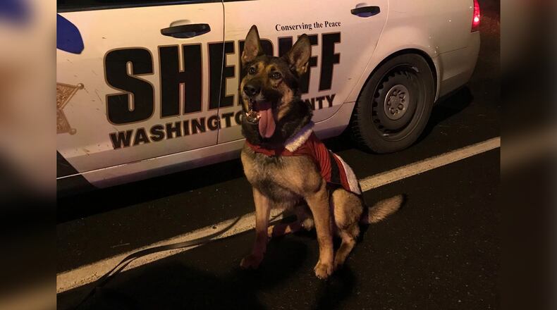 Stark, a male Belgian Malinois/Shepherd (Washington County Sheriff's Office)