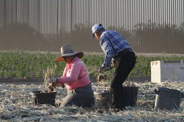 Seasonal laborers harvest onions on a privately owned ranch along the southern U.S. border in an unincorporated area 15 miles west of Columbus, N.M., on June 12, 2025. (AP Photo/Morgan Lee)