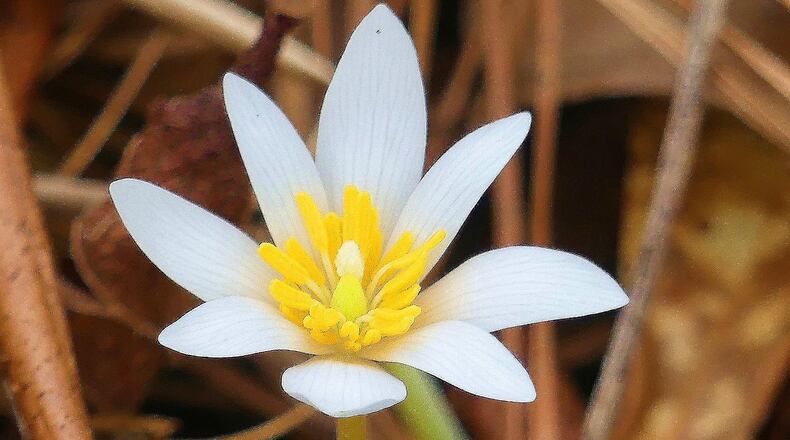 Coming across the stunning white bloom of a bloodroot in the woods in early spring can lift one’s spirit. CHARLES SEABROOK