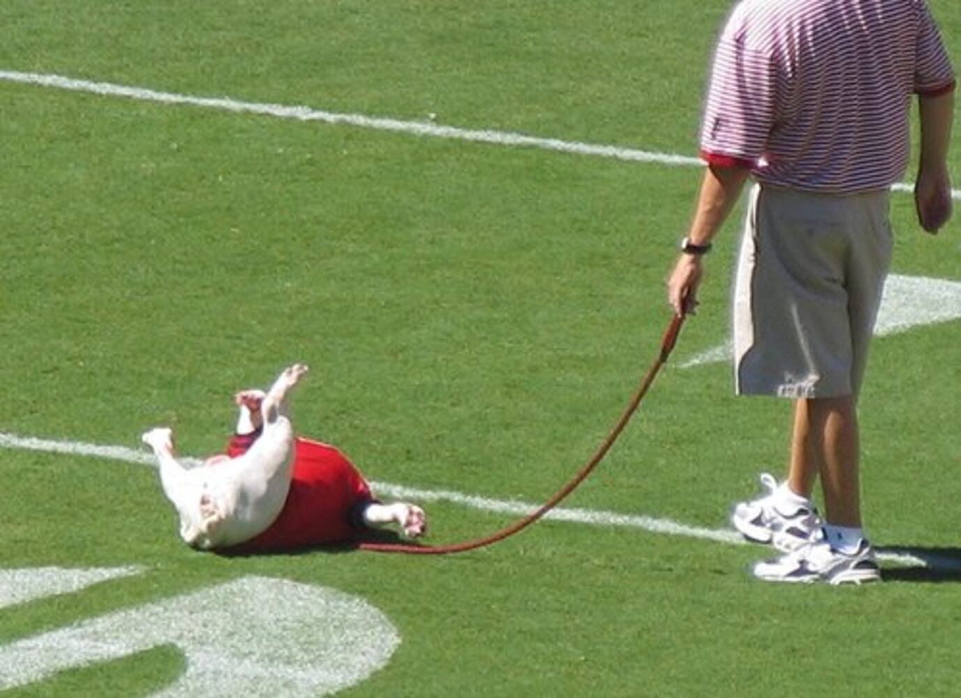 Fans pictures of Uga VI -- No. 1