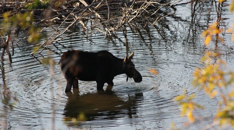 “My wife Sandra and I took our annual September trip to the Grand Tetons in Wyoming,” wrote Jack Abbott of Powder Springs. “We love seeing all the wildlife. I got lucky taking this picture of a female moose. She had just lifted her head, creating the ripples in the pond.”