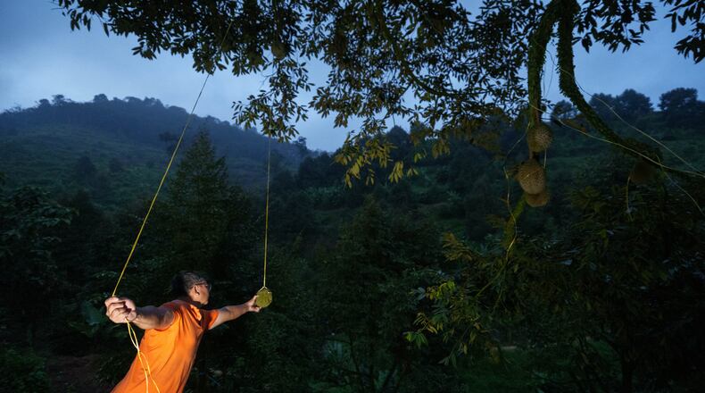 A durian harvester searches for ripe fruit in an orchard at dusk in Karak, Pahang state, Malaysia, Tuesday, June 23, 2026. (AP Photo/Vincent Thian)