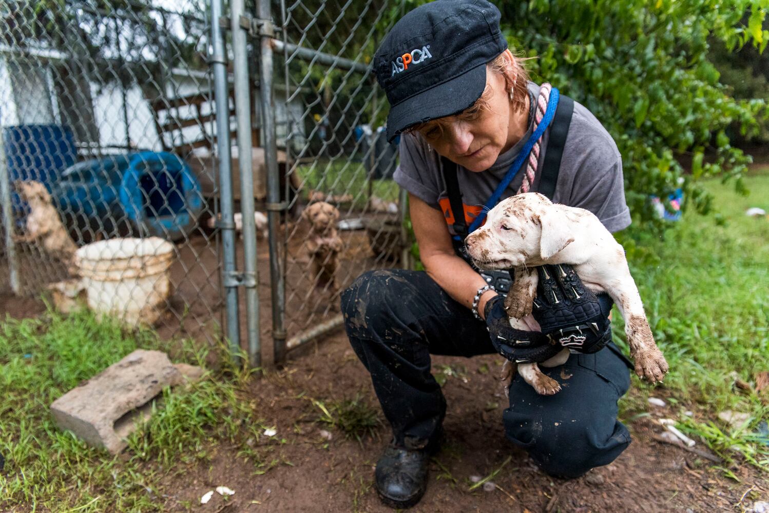 23 dogs seized from suspected Huntersville dog fighting incident