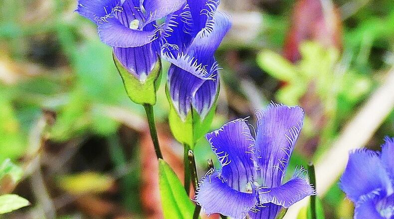 The fringed gentian has been called one of North America’s most beautiful wildflowers. It is rare in Georgia, found only in a few locations in the mountains. CHARLES SEABROOK