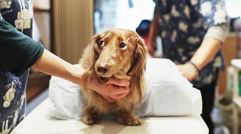A miniature dachshund receives acupuncture therapy from a veterinarian (Photo by Adam Pretty/Getty Images)