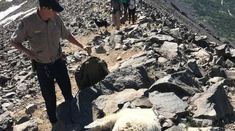 Officials are offering $1,000 reward for help finding who fatally shot two young mountain goats. (Photo: Colorado Parks and Wildlife)