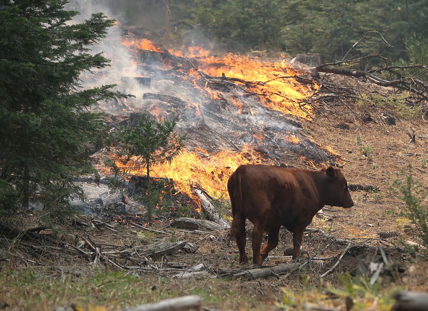 IMAGES: Dramatic 24 hours on Rim Fire line