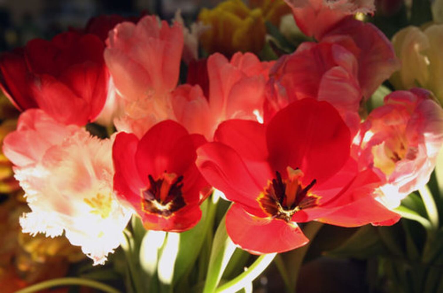 24th Annual Southeastern Flower Show