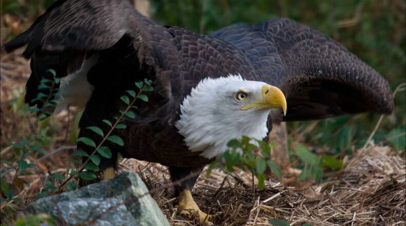 Raptors, waterfowl and avian scavengers are susceptible to Highly Pathogenic Avian Influenza, or “bird flu.” The Chattahoochee River National Recreation Area asks the public to be on the lookout for dead or oddly behaving birds, as these could be signs of the disease.
