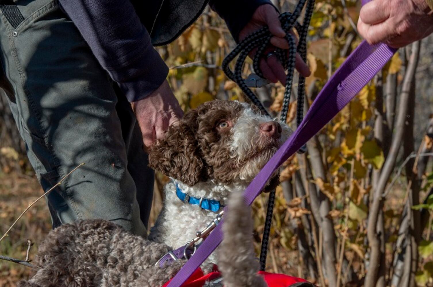 Gallery: Trained dog digs up buried treasure worth as much as $900 a pound