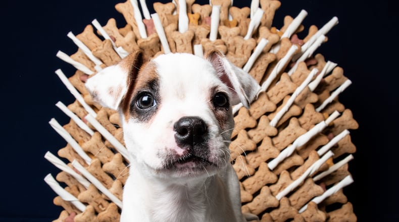 To promote the free adoptions, LifeLine constructed an Iron Throne made out of dog treats.