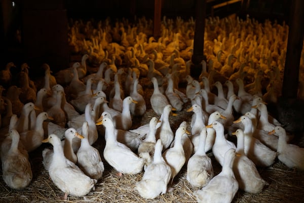 Ducks walk around their barn at the Crescent Duck Farm in Aquebogue, N.Y., Thursday, May 22, 2025. (AP Photo/Seth Wenig)