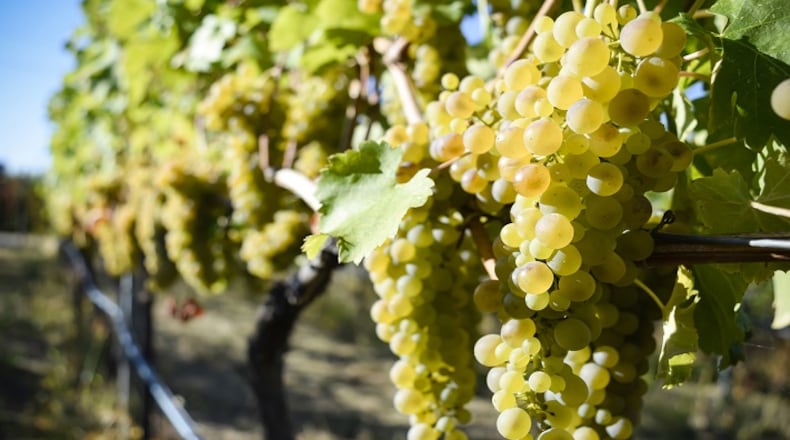 Viognier is a white wine grape variety similar to chardonnay, but with marked differences. (Dreamstime)