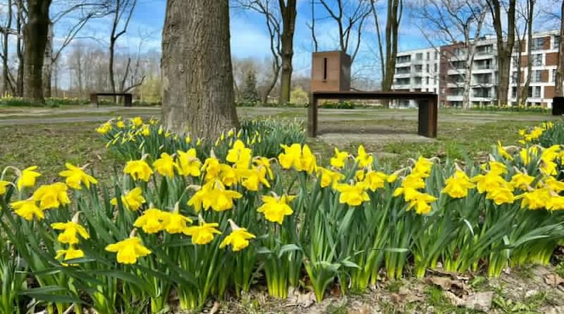 An Atlanta flower project that was started in memory of more than a million children who died during the Holocaust has gained worldwide momentum. (Courtesy of The Daffodil Project)