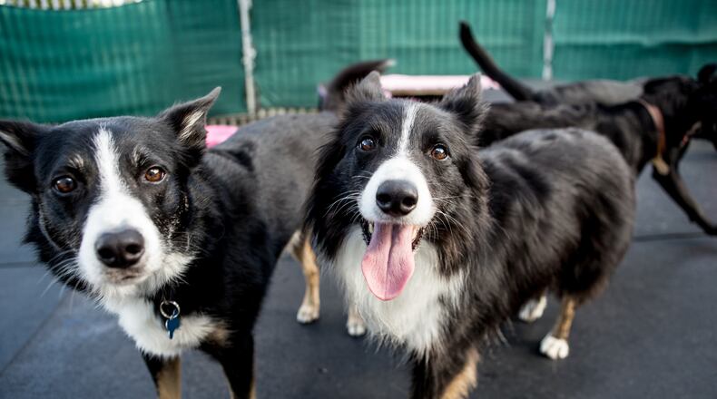 Sugar Hill recently approved a request for an animal day care facility at 5304 Sycamore Road. (Courtesy Pixabay)