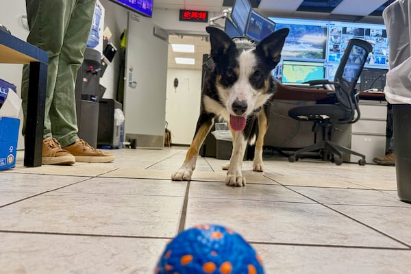 Ned eagerly watches his ball while waiting for someone to throw it on Thursday, May 15, 2025, at West Virginia International Yeager Airport in Charleston, W.Va. (AP Photo/John Raby)