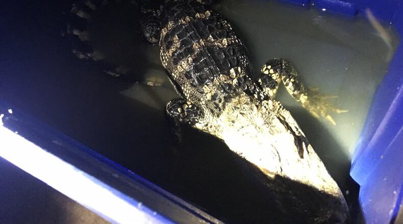 Police in Washington, D.C. found a caiman in a bin in a home's basement.