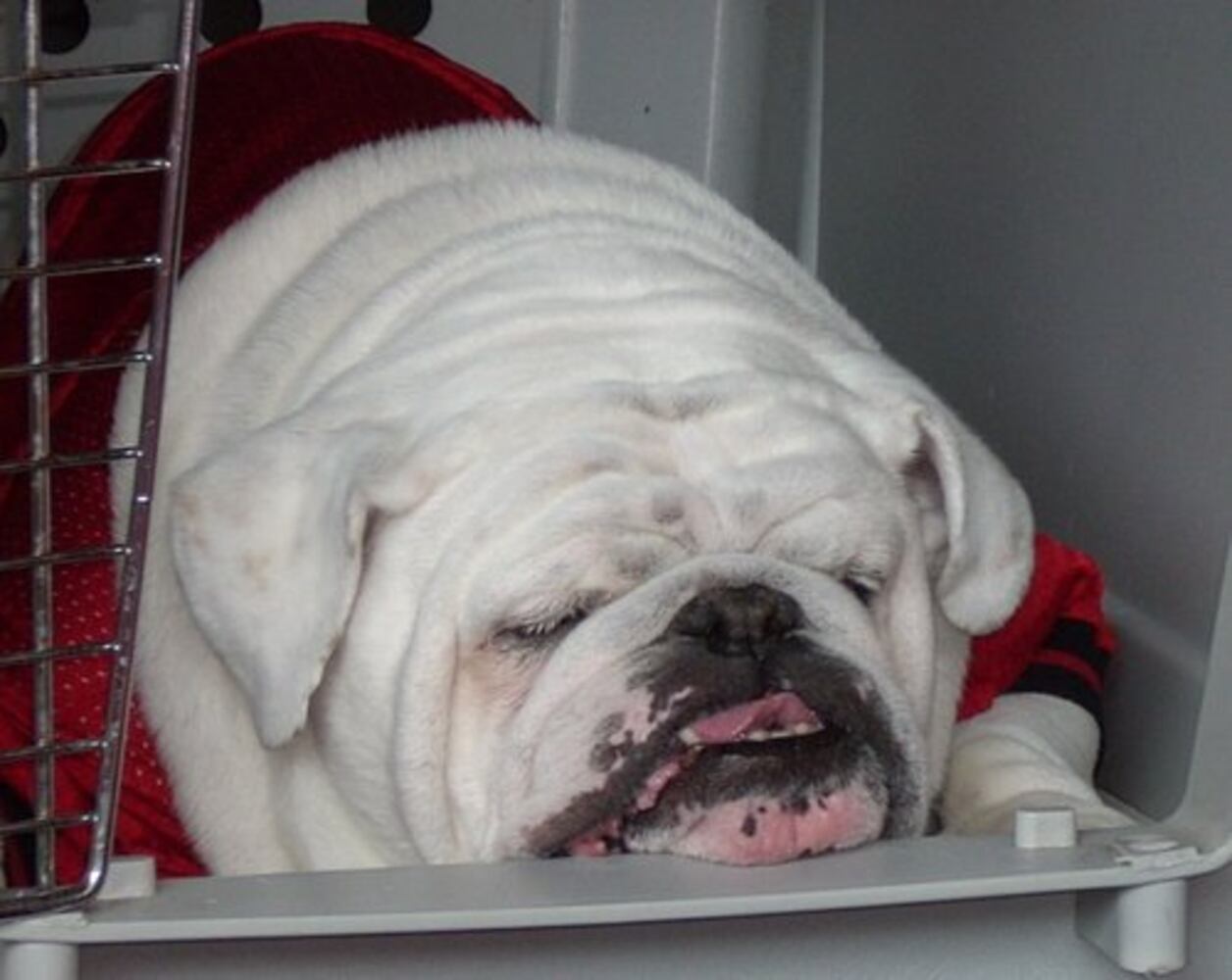 Fans pictures of Uga VI -- No. 1