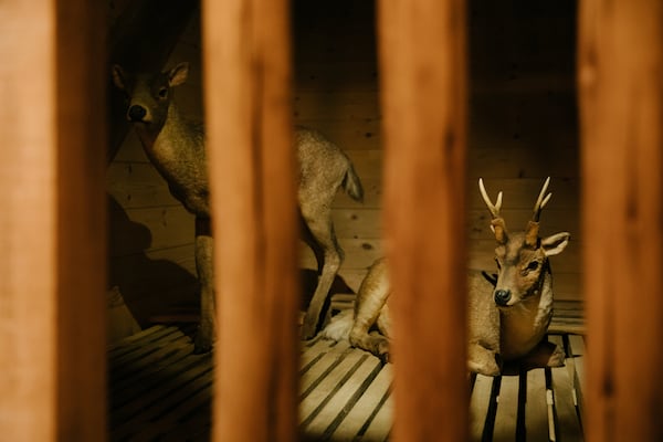 "The Deer Kind," Heteroprox, is displayed inside the colossal replica of the biblical Noah's Ark at the Ark Encounter in Williamstown, Ky., Friday, March 21, 2025. (AP Photo/Madeleine Hordinski)