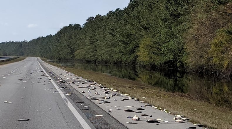 Dead fish lie along I-40 in North Carolina as flood waters receded from Hurricane Florence.