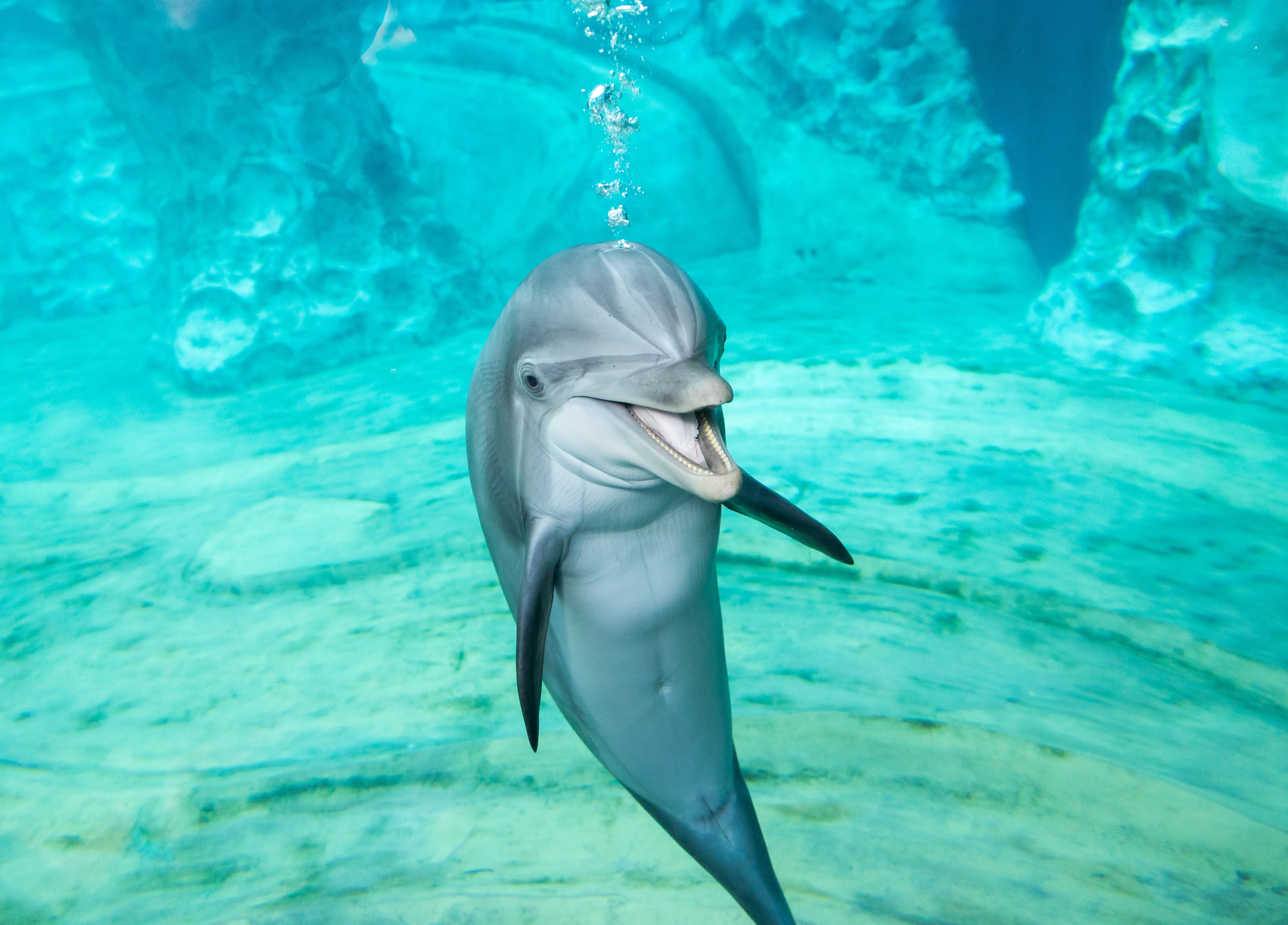 A dolphin smiles underwater at Georgia Aquarium. In 2011, Georgia Aquarium opened its first major facility expansion, now called Dolphin Coast, a dolphin theater experience.