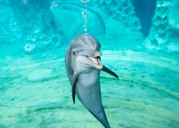 A dolphin smiles underwater at Georgia Aquarium. In 2011, Georgia Aquarium opened its first major facility expansion, now called Dolphin Coast, a dolphin theater experience. (Courtesy of Addison-Hill)