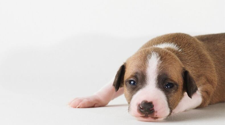 FILE PHOTO: Police in New York are looking for the person who tossed a puppy from an SUV. (
