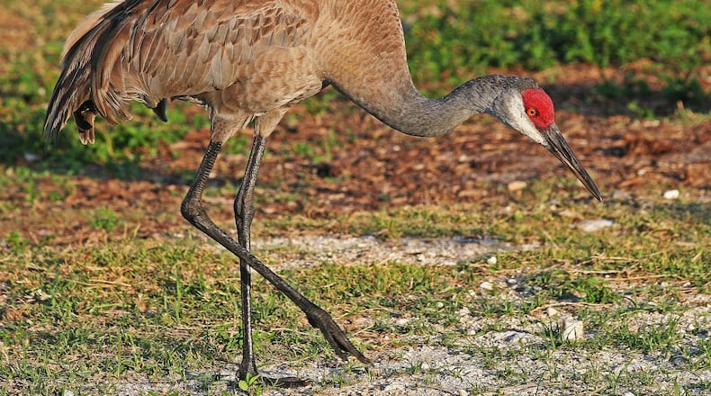 Greater sandhill cranes like the one shown here are now migrating south through Georgia, on their way to winter grounds in wetlands in Georgia and Florida. V-shaped formations of migrating sandhill cranes flying high in the sky are a breathtaking sight. JOSEPH C. BOONE / CREATIVE COMMONS