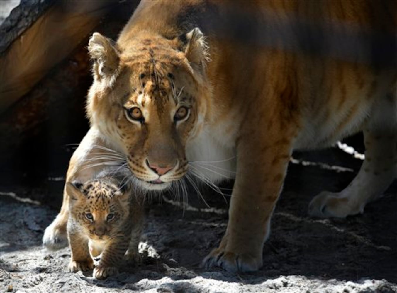 Liger and liliger cub