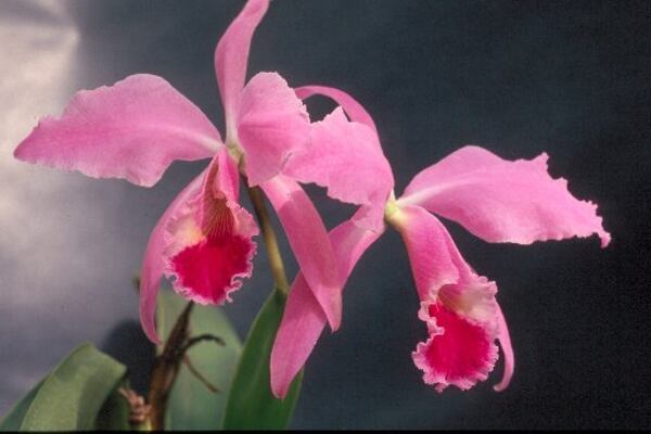CONTRIBUTED BY ATLANTA BOTANICAL GARDEN
