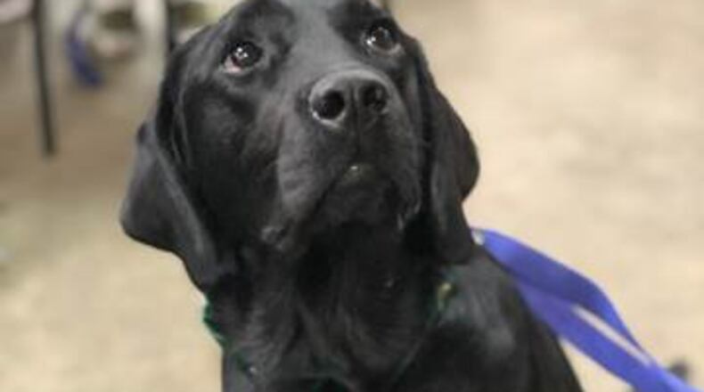 Lotus is the newest Children’t Healthcare of Atlanta Canine for Kids program. CONTRIBUTED