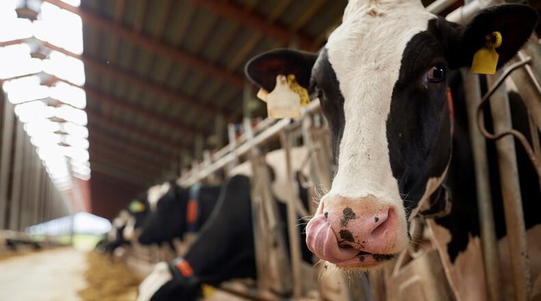 Although dairy operators had been told to expect a mortality rate of less than 2 percent for bird flu infections, preliminary reports suggest that between 10 percent and 15 percent of infected cattle are dying, according to veterinarians and farmers. (Dreamstime/TNS)