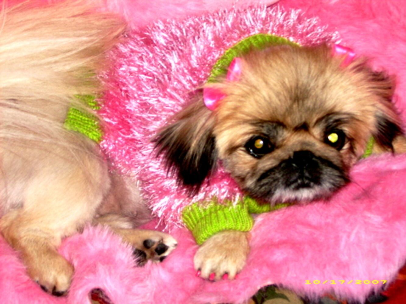 Cutest pets