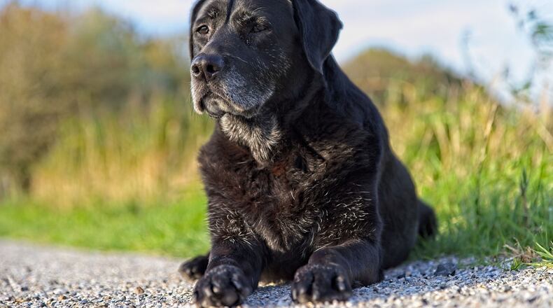 November is adopt-a-senior pet month at the Gwinnett Animal Welfare and Enforcement. (File Photo)